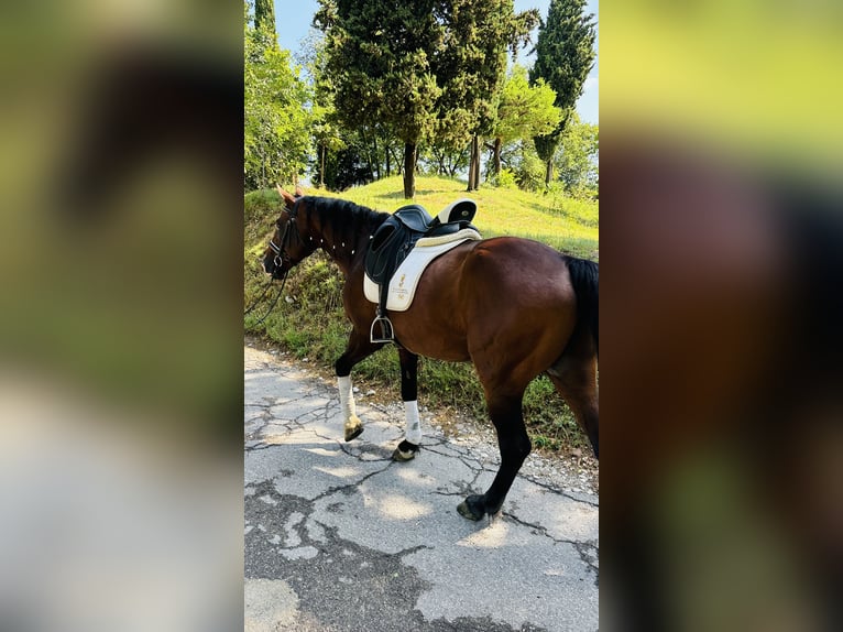 Altre razze Stallone 15 Anni 164 cm Baio ciliegia in Bergamo