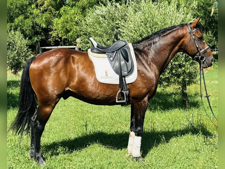 Altre razze Stallone 15 Anni 164 cm Baio ciliegia in Bergamo