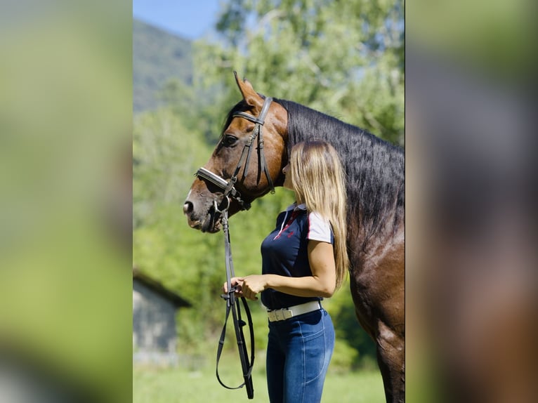 Altre razze Stallone 15 Anni 164 cm Baio ciliegia in Bergamo