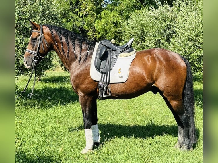 Altre razze Stallone 15 Anni 164 cm Baio ciliegia in Bergamo