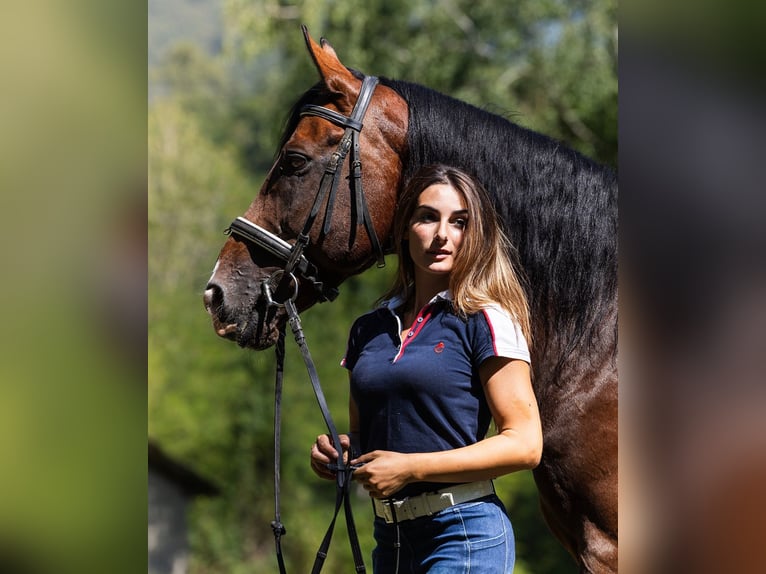 Altre razze Stallone 15 Anni 164 cm Baio ciliegia in Bergamo