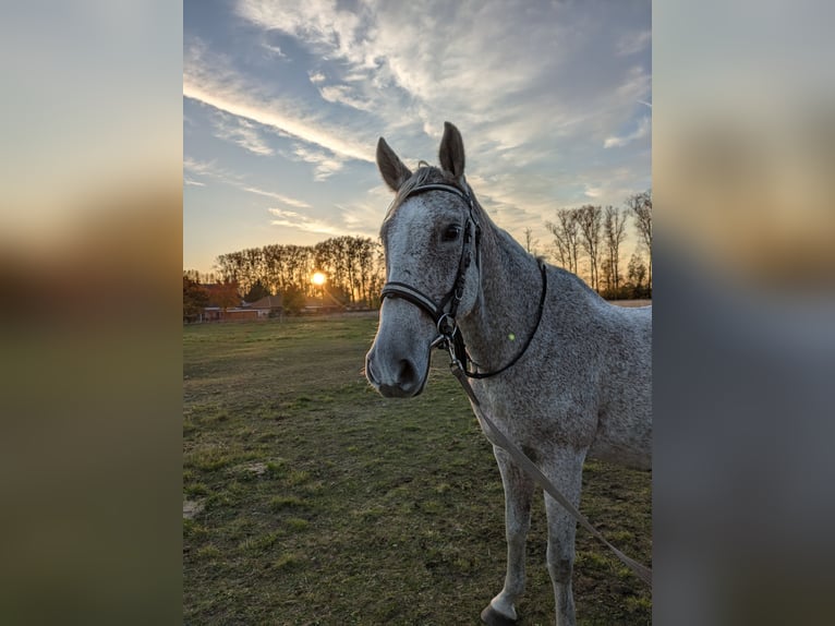 Altre razze Stallone 17 Anni 155 cm Grigio trotinato in Liebenwalde