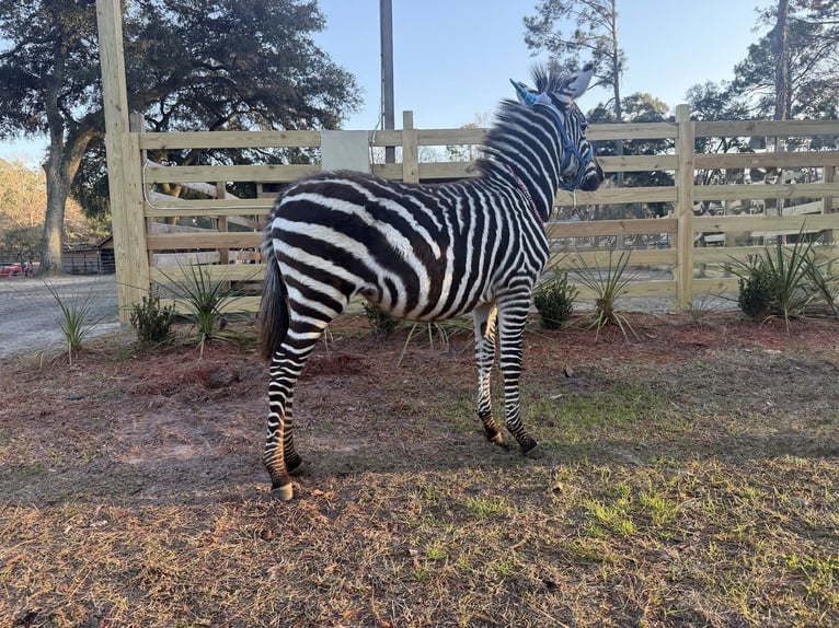 Altre razze Stallone 1 Anno 102 cm  in Ridgeland