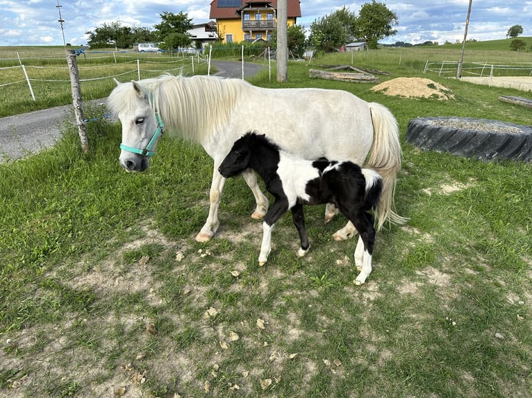 Altre razze Stallone 1 Anno 110 cm Può diventare grigio in Pregarten Altre razze Stallone 1 Anno 110 cm Può diventare grigio in Pregarten