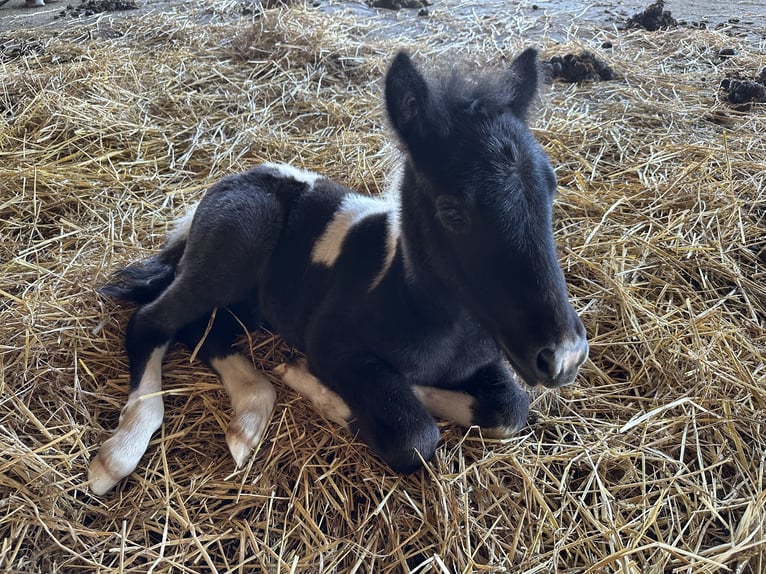 Altre razze Stallone 1 Anno 110 cm Può diventare grigio in Pregarten