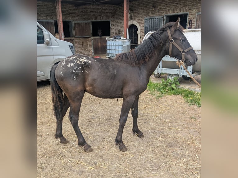 Altre razze Stallone 1 Anno 125 cm Pearl in grez doiceau