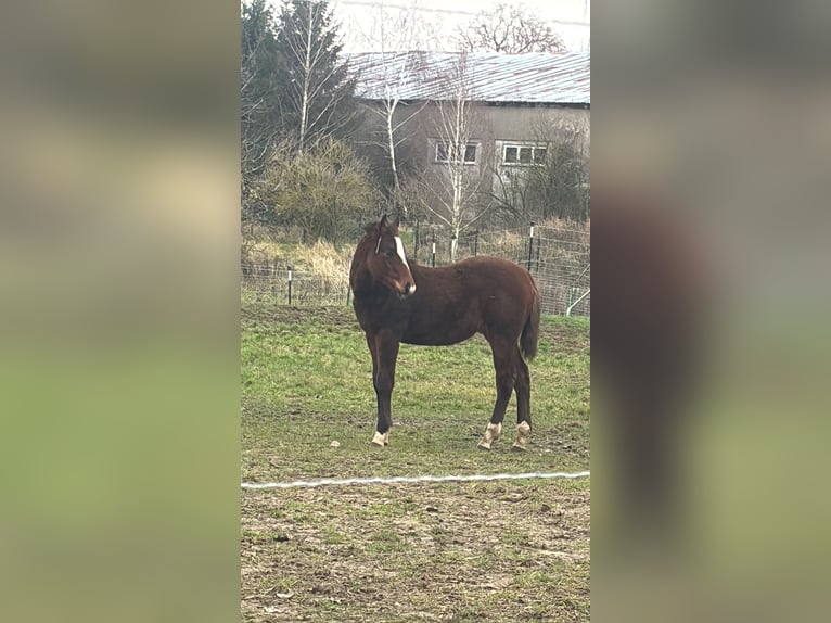 Altre razze Mix Stallone 1 Anno 145 cm Baio in Groß Pinnow