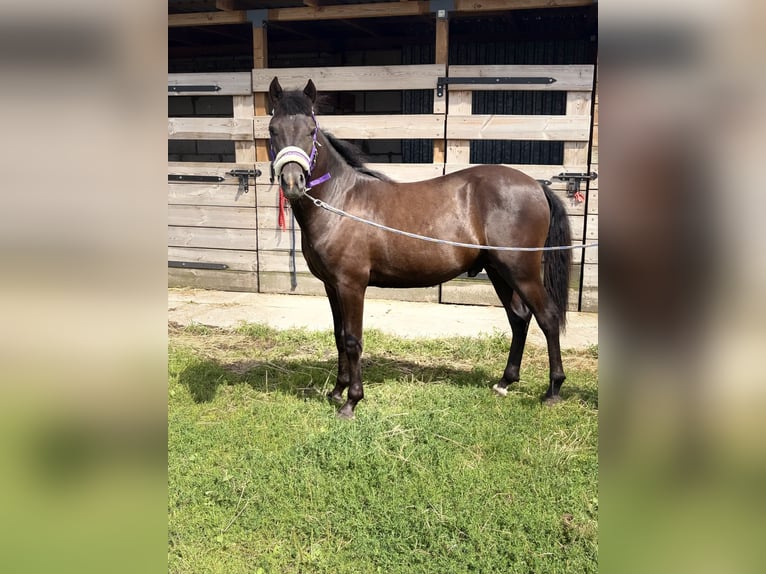 Altre razze Mix Stallone 1 Anno 145 cm Baio nero in Swarzędz
