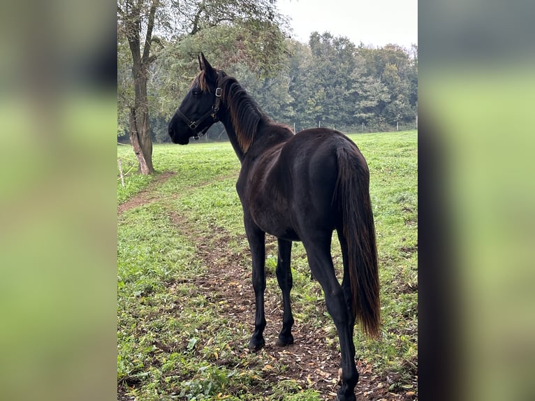 Altre razze Stallone 1 Anno 150 cm Morello in Poreč