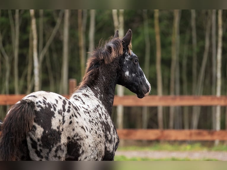 Altre razze Mix Stallone 1 Anno 164 cm Leopard in Augšdaugavas novads