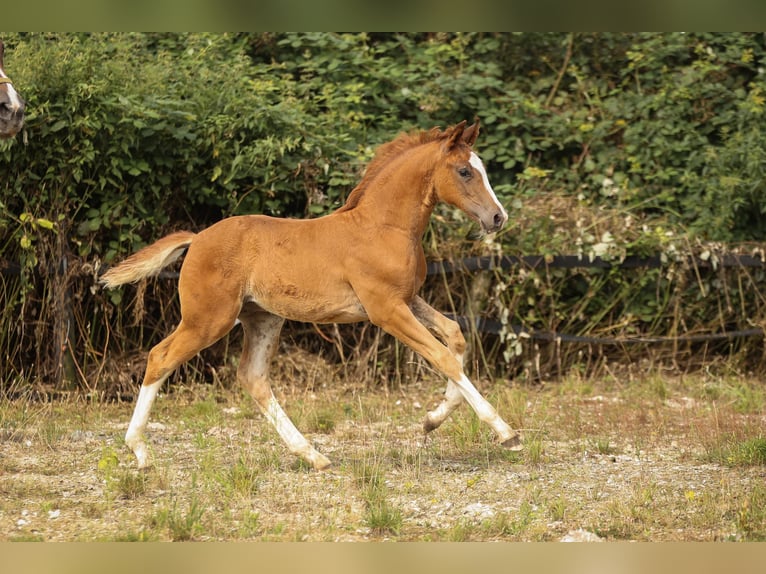 Altre razze Stallone 1 Anno 173 cm Sauro scuro in Moers