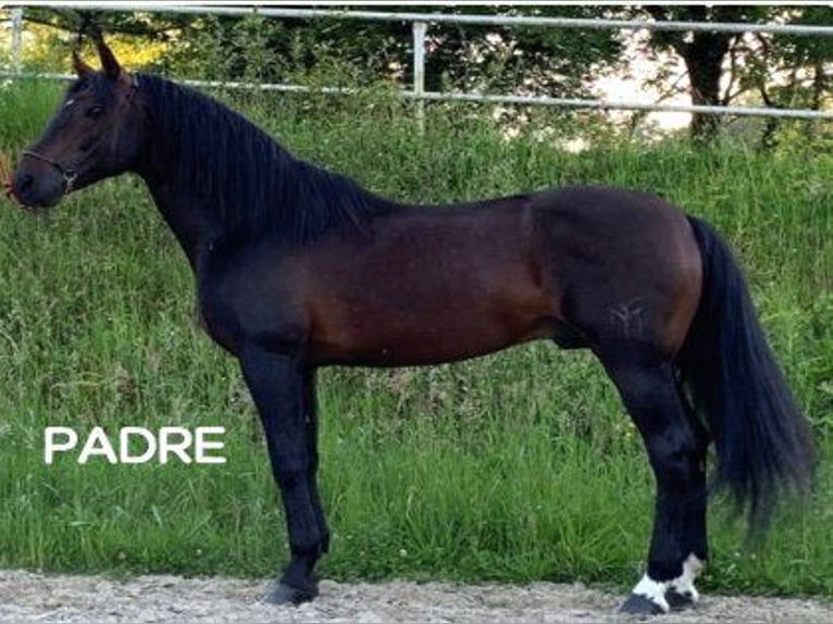 Altre razze Mix Stallone 1 Anno Baio scuro in Zaldibar