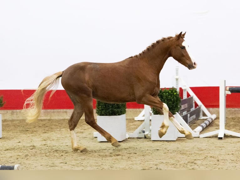 Altre razze Stallone 2 Anni 135 cm Sauro in Waddinxveen