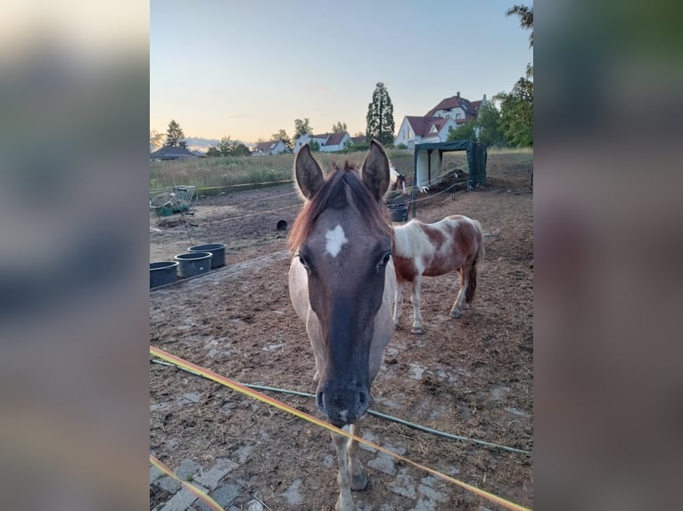 Altre razze Stallone 2 Anni 140 cm Grullo in Merkwiller pechelbronn