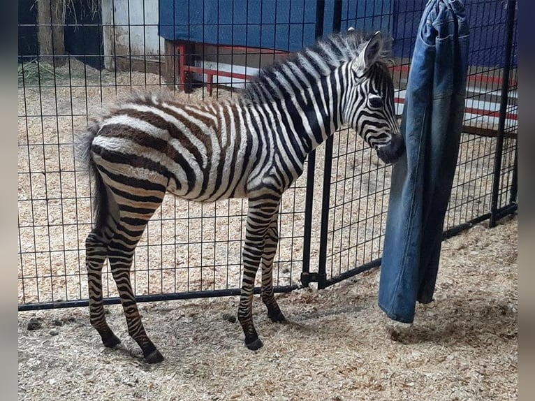 Altre razze Stallone 2 Anni 142 cm Bianco in New Orleans