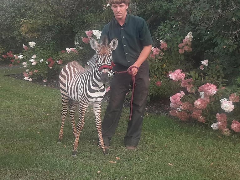 Altre razze Stallone 2 Anni 142 cm Bianco in New Orleans