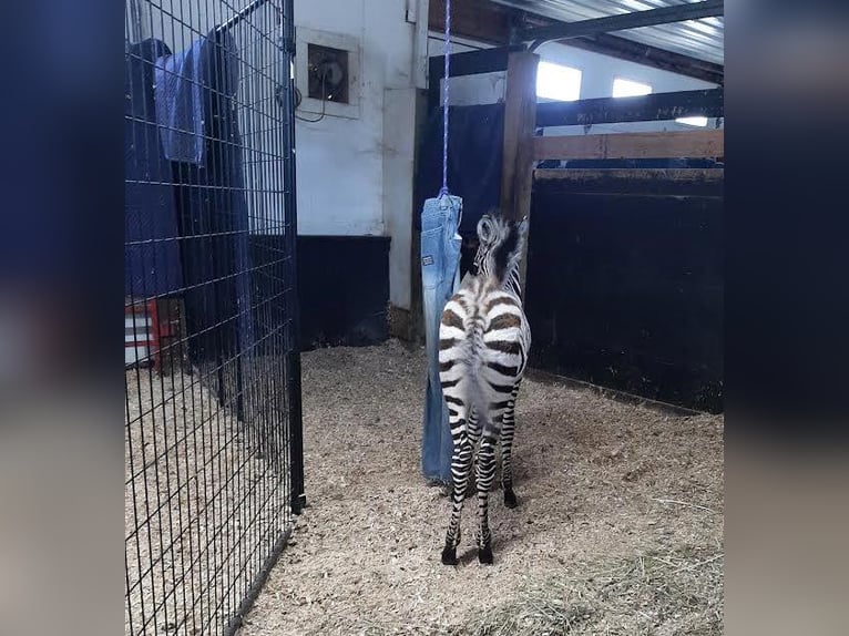 Altre razze Stallone 2 Anni 142 cm Bianco in New Orleans