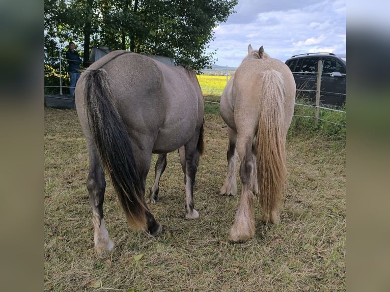Altre razze Mix Stallone 2 Anni 145 cm Grullo in Calden