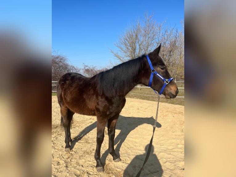 Altre razze Stallone 2 Anni 146 cm Baio scuro in Karlsruhe