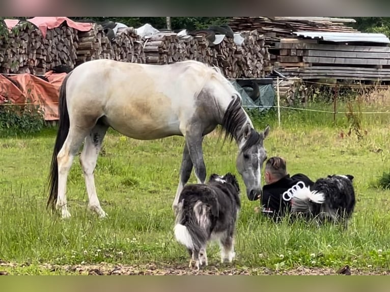 Altre razze Stallone 2 Anni 150 cm Grullo in Niederaula