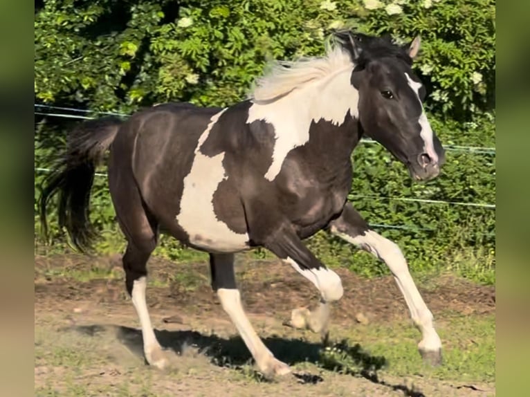 Altre razze Stallone 2 Anni 150 cm Grullo in Niederaula