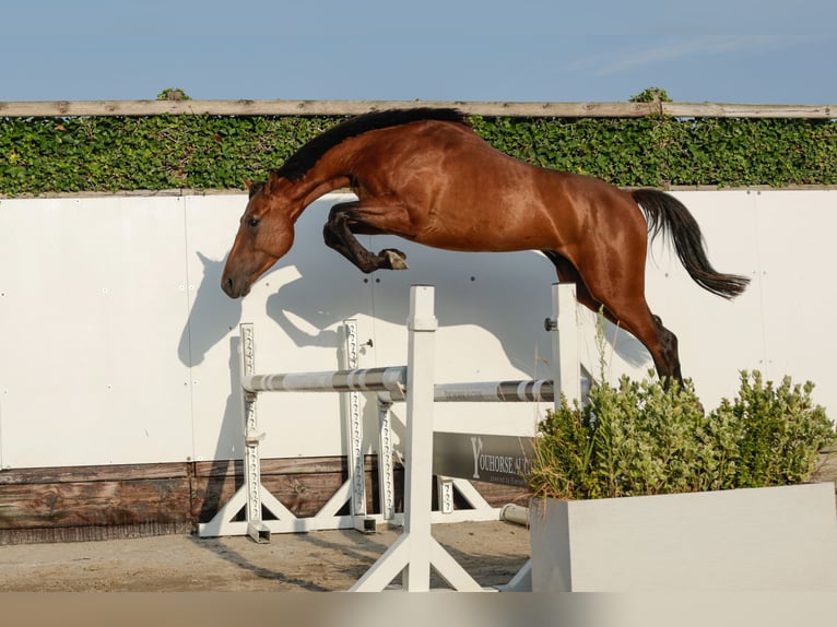Altre razze Stallone 2 Anni 155 cm Baio in Waddinxveen