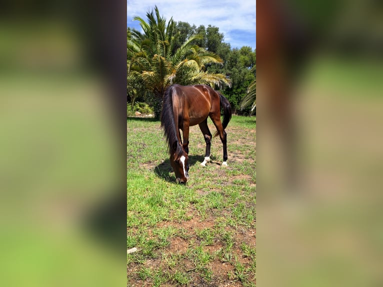 Altre razze Stallone 2 Anni 157 cm Baio scuro in Heitersheim