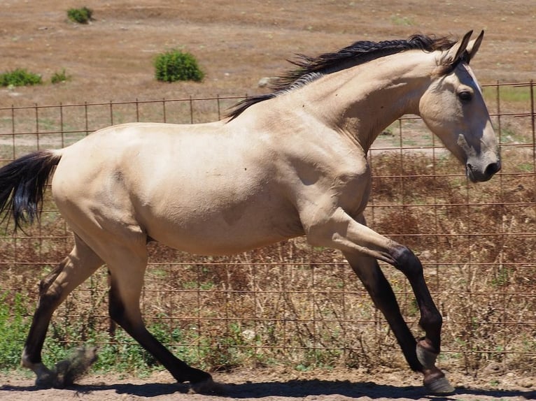 Altre razze Stallone 2 Anni 157 cm Pelle di daino in NAVAS DEL MADRONO