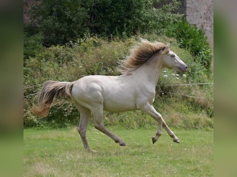 Altre razze Stallone 2 Anni 160 cm Champagne in La roche en brenil