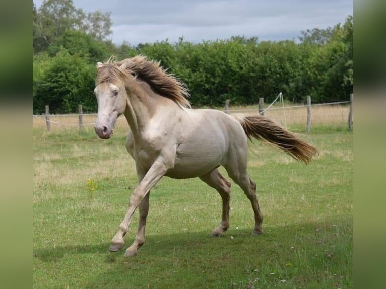 Altre razze Stallone 2 Anni 160 cm Champagne in La roche en brenil