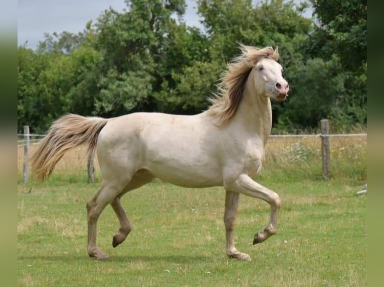 Altre razze Stallone 2 Anni 160 cm Champagne in La roche en brenil