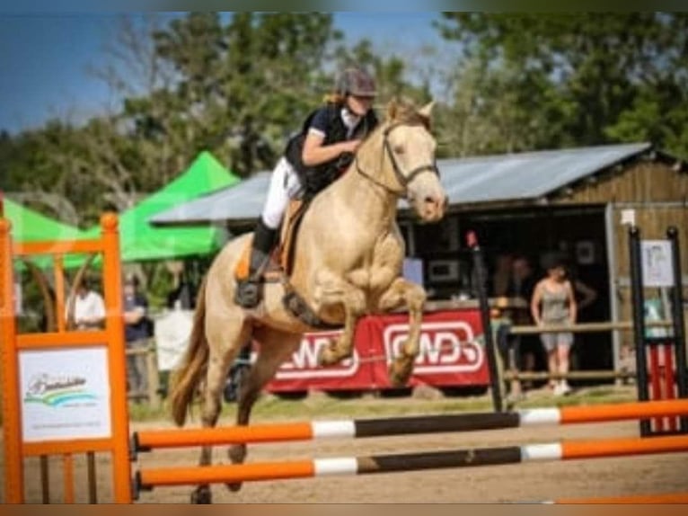 Altre razze Stallone 2 Anni 160 cm Champagne in La roche en brenil