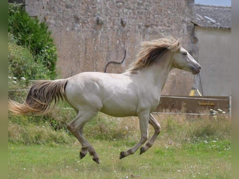 Altre razze Stallone 2 Anni 160 cm Champagne in La roche en brenil