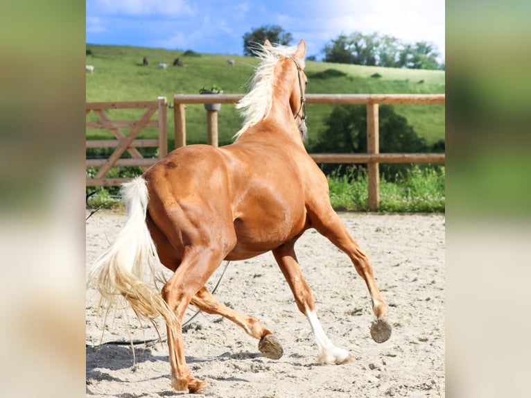 Altre razze Stallone 2 Anni 160 cm Palomino in Marly-sous-Issy