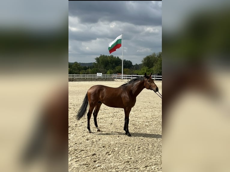 Altre razze Stallone 2 Anni 166 cm Baio in Pleven