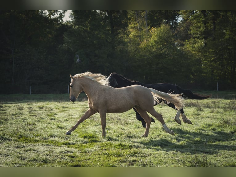 Altre razze Mix Stallone 2 Anni 175 cm Palomino in Loye sur Arnon