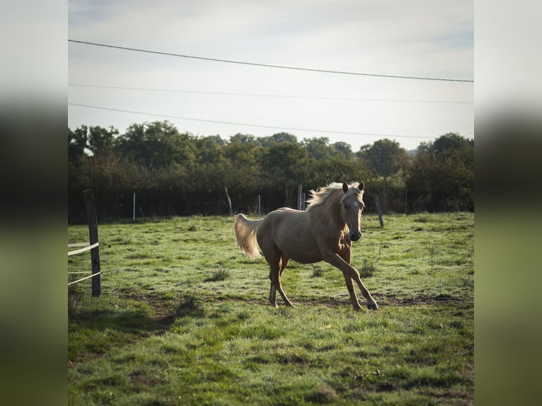 Altre razze Mix Stallone 2 Anni 175 cm Palomino in Loye sur Arnon