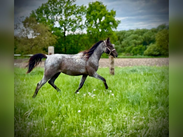 Altre razze Mix Stallone 2 Anni Baio roano in Wieszowa