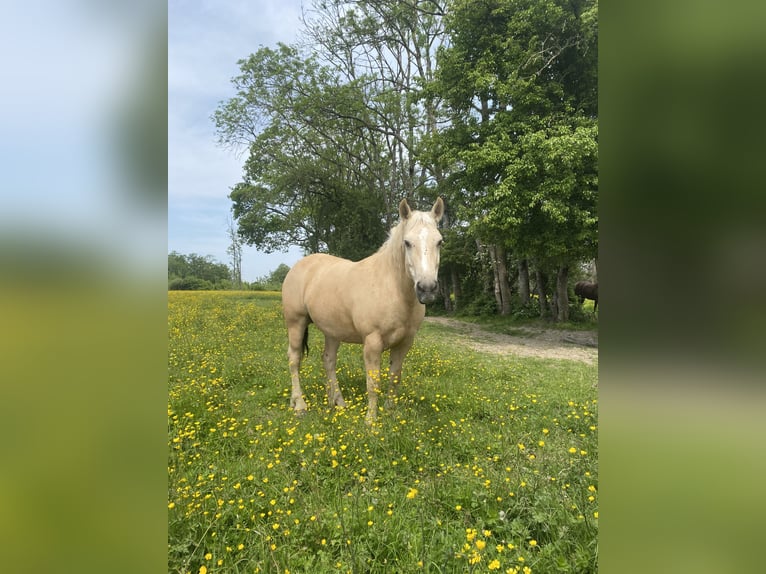 Altre razze Stallone 2 Anni Palomino in Montmeillant