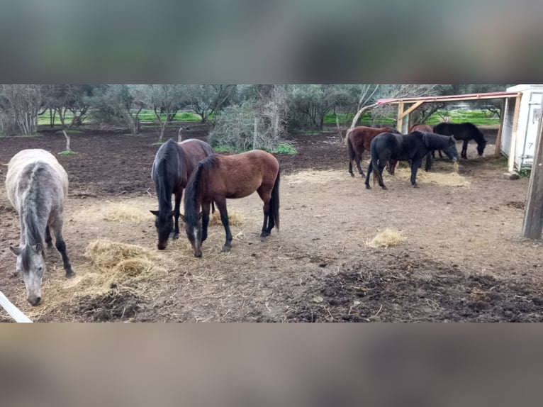 Altre razze Stallone 3 Anni 140 cm Pelle di daino in SYKIA