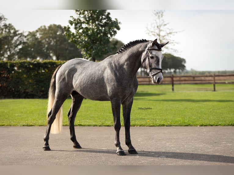 Altre razze Stallone 3 Anni 144 cm  in Oost West en Middelbeers