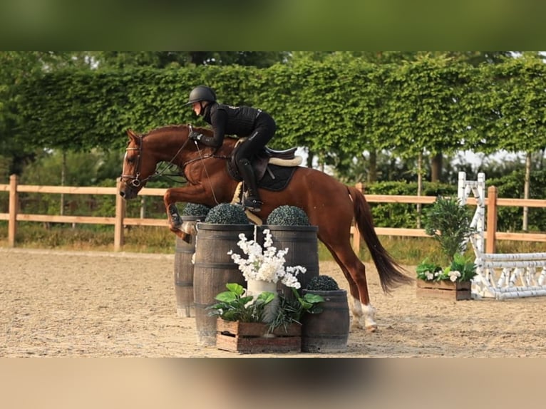 Altre razze Stallone 3 Anni 146 cm Sauro in Oost West en Middelbeers