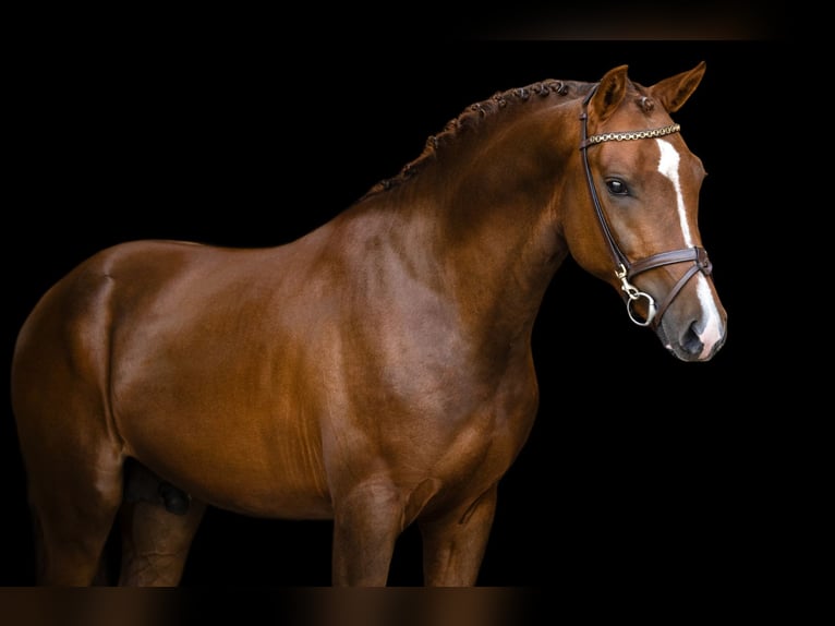 Altre razze Stallone 3 Anni 146 cm Sauro in Oost West en Middelbeers