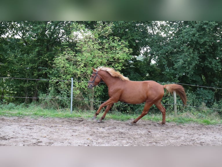 Altre razze Mix Stallone 3 Anni 146 cm Sauro in Schlichting