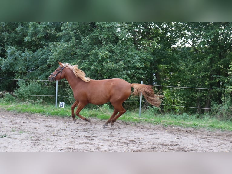 Altre razze Mix Stallone 3 Anni 146 cm Sauro in Schlichting