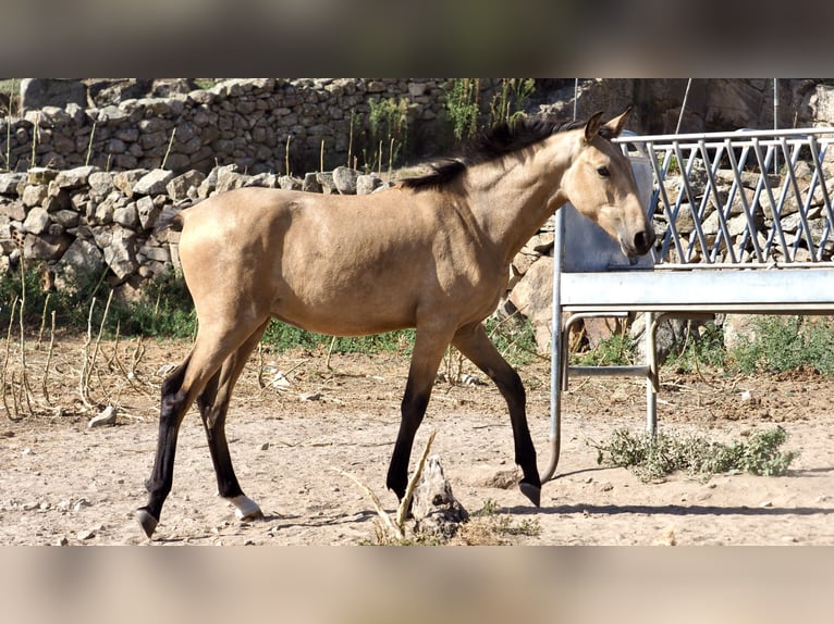 Altre razze Stallone 3 Anni 154 cm Pelle di daino in NAVAS DEL MADRONO