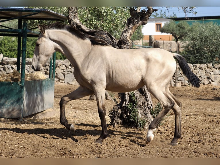 Altre razze Stallone 3 Anni 154 cm Pelle di daino in NAVAS DEL MADRONO