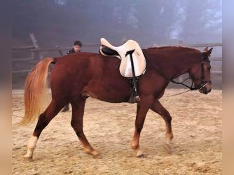 Altre razze Mix Stallone 3 Anni 160 cm Sauro scuro in Bilbao