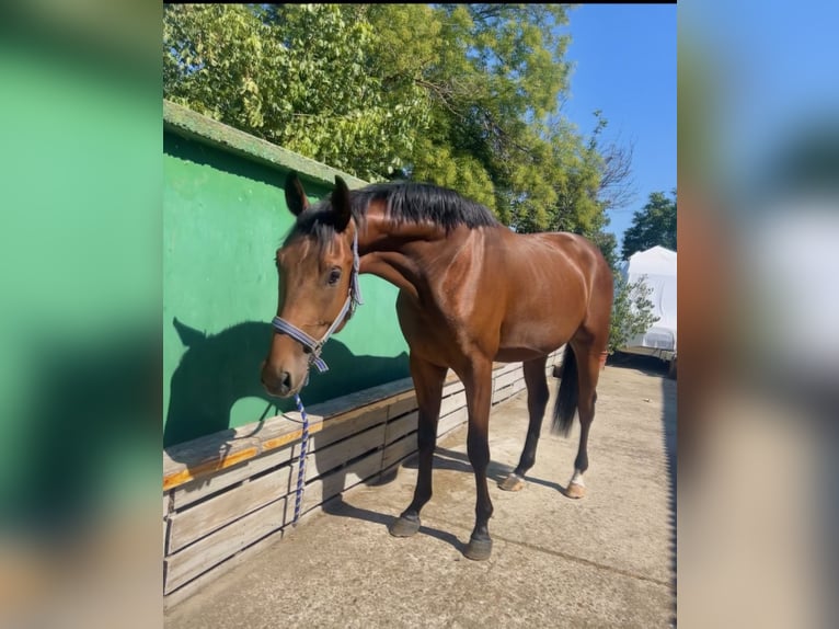 Altre razze Stallone 3 Anni 166 cm Baio in Pleven