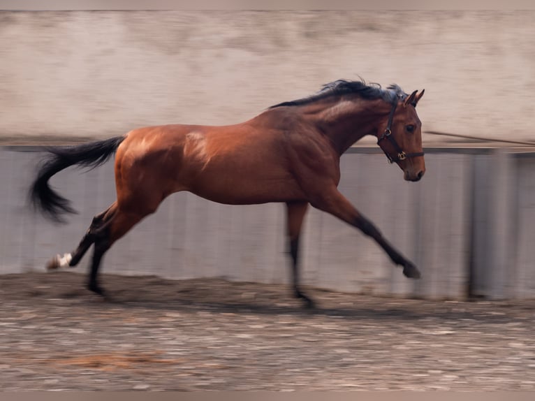 Altre razze Stallone 3 Anni 167 cm Baio ciliegia in Pleven